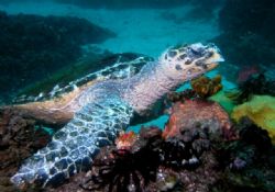 Turtle Taken at Julian Rocks Byron Bay by Peter Simpson 